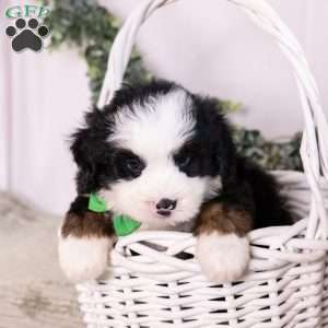 Baxter, Bernedoodle Puppy